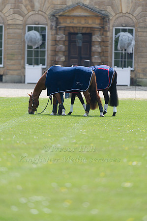 Boston Two Tip and Onwards and Upwards having a pick of grass in front of Badminton House
